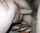 hairy pussy white pussy