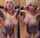 blonde big tits boobs
