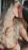 lesbian lesbians kissing