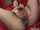 asian hairy labia