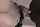 dark hair rimming interracial