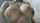 amateur teen boobies