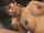 sex japanese jav