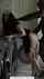 cuckold white cheating
