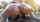 cowgirl ebony oiled