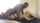 interracial bbc white girl