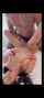 indian taboo cheating