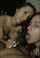 threesome blowjob ffm