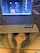 blowjob under table sucking