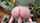 dildo pawg big ass
