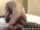 camgirl amateur bbc