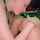 lesbian teen rimjob