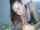 amateur brunette blowjob