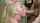 jesse jane blowjob hardcore