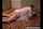 prone bone camgirl pornad