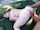 blowjob cumshot big cock