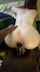 bbc amateur interracial