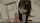 jav asian schoolgirl