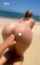 onlyfans xfree beach