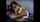 camgirl amateur brunette