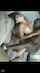 bbc threesome hardcore