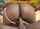 bbw ebony big ass
