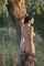 camgirl amateur brunette