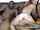 camgirl threesome interracial