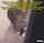 asian blowjob brunette