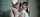 riley reid reidmylips insane