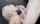 facial cumming blowjob