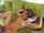 bangbros milf girl next door