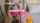 blonde bllowjob dildo