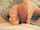 footjob feet cumshot