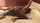 interracial surrender horny wife