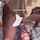 bbc interracial blowjob