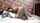 amateur cute desi couple