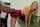 pornad gangbang devilsfilms
