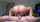 japanese big ass jav