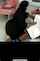 hijab bbc blowjob