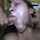 deepthroat double blowjob facial sucking