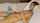camgirl amateur latina
