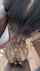 bbc interracial doggystyle