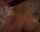 brunette amateur doggystyle