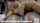lesbians lesbian licking