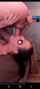 camgirl blowjob sloppy
