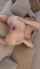 blonde anal bbc
