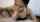 asia thai creampie