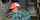 red head creampie piss