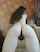 amateur white hairy